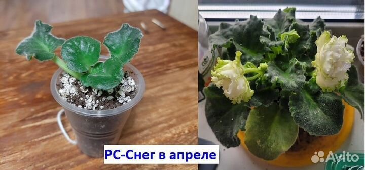 Детки сортовых фиалок