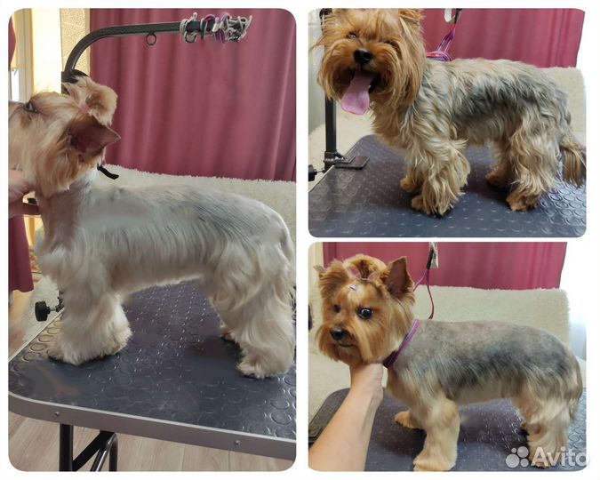 Услуги грумера