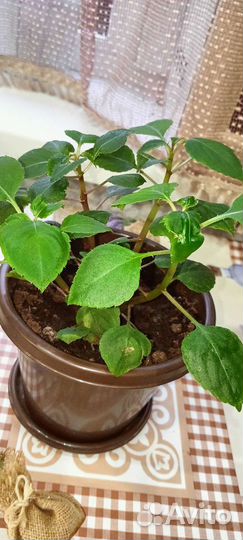 Бальзамин махровый