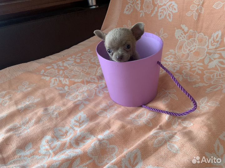 Чихуахуа micro девочка