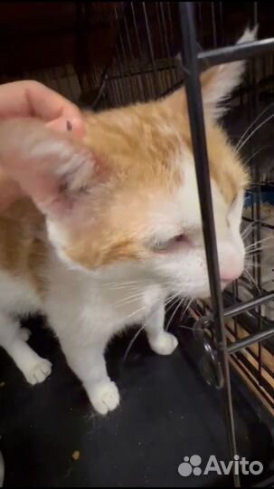 Рыжик ищет дом