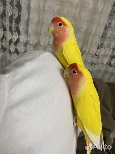 Попугаи неразлучники