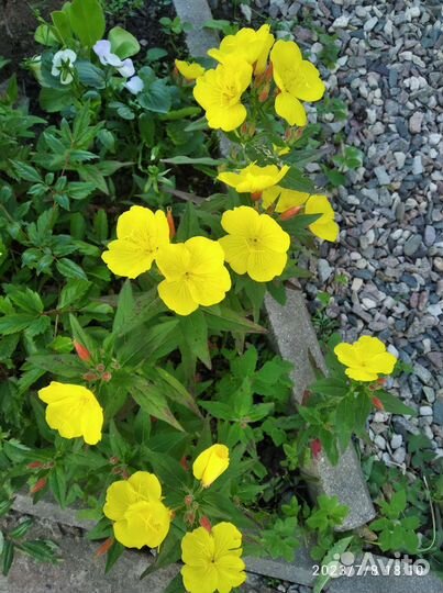 Многолетние садовые цветы