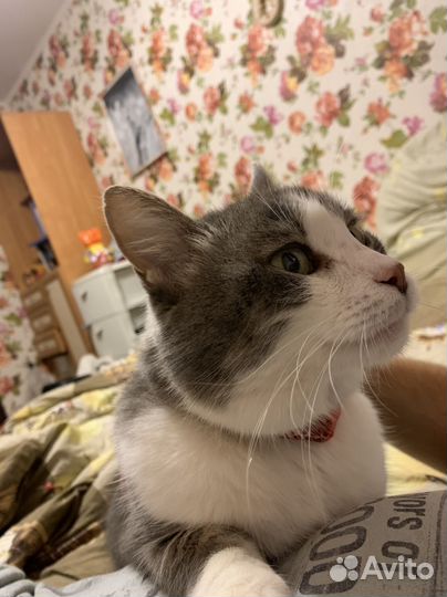 Передержка животных