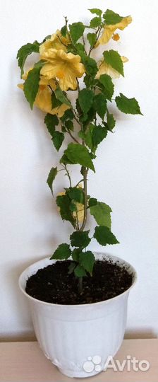 Комнатные растения