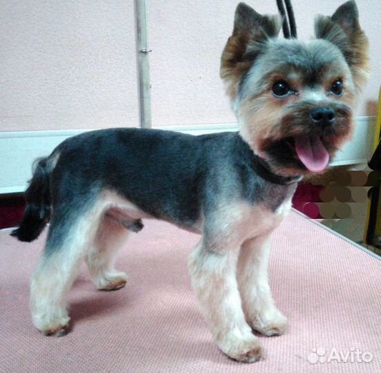 Грумер. Стрижка собак и кошек