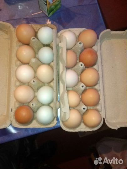 Деревенские куриные яйца