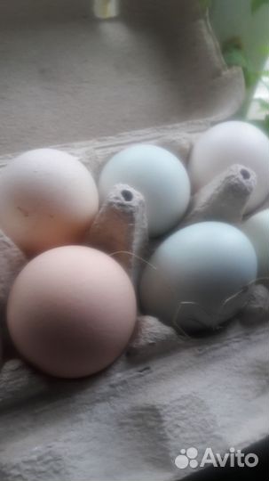 Яицо домашнее