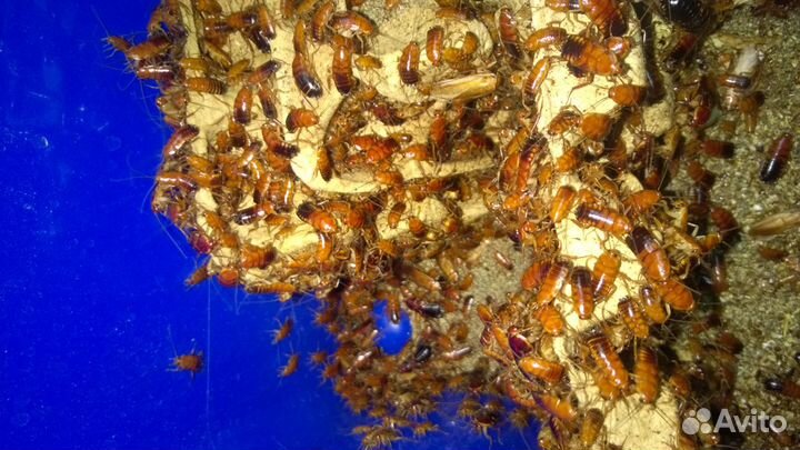 Туркменские тараканы