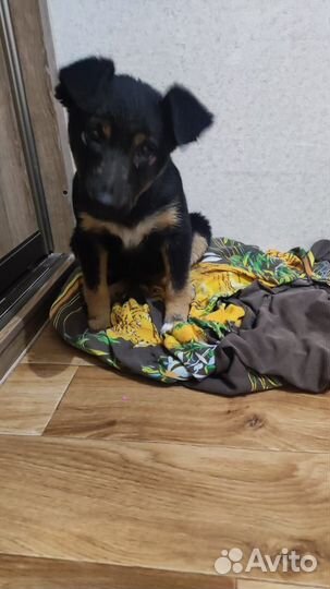 Отдам бесплатно животные