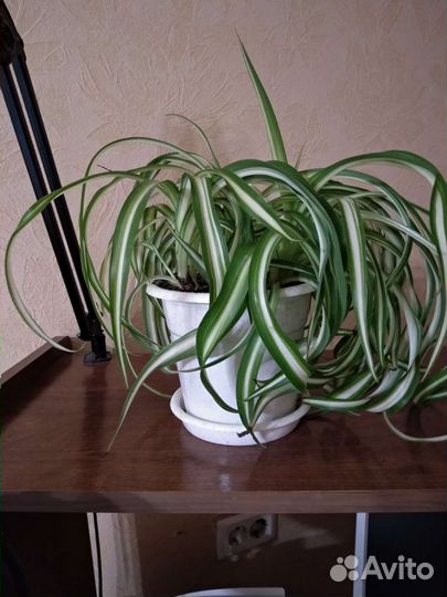 Хлорофитум кудрявый