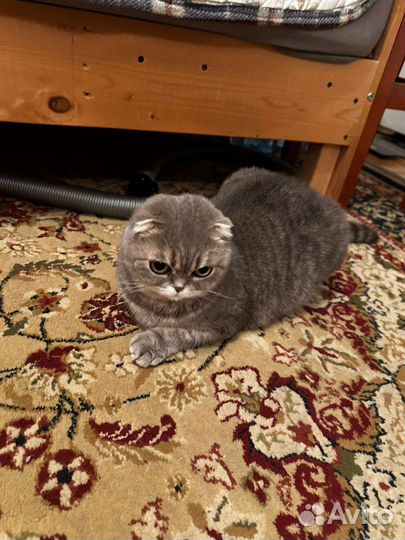Шотландская вислоухая кошка