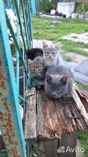 Котята в добрые руки