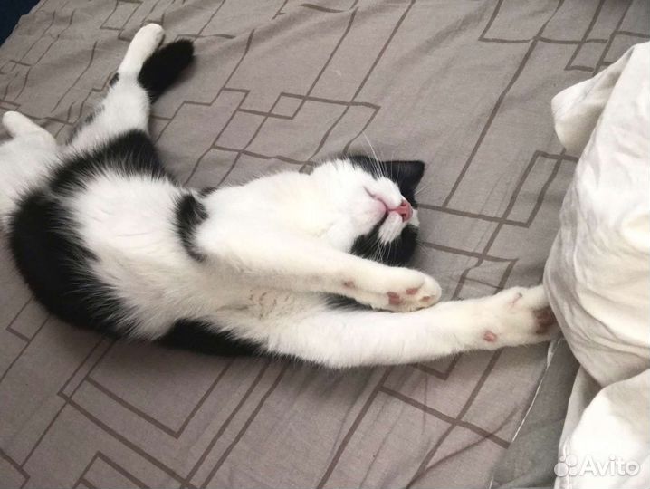 Отдам кота в добрые руки