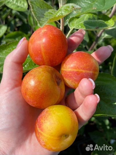 Плодово-ягодные культуры. Кустарники,Саженцы