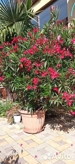 Олеандр большой