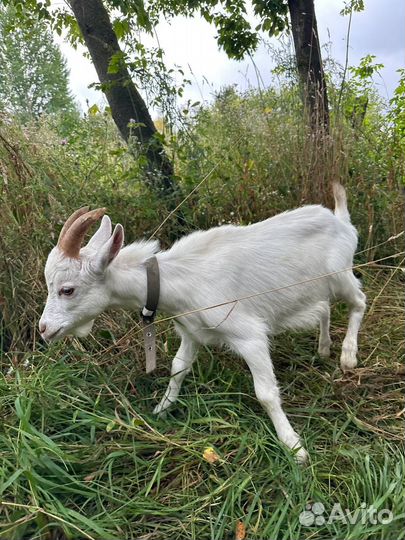 Козел и козлики