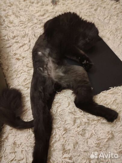 Ноутбук Эдика lenovo ThinkPad yoga 370