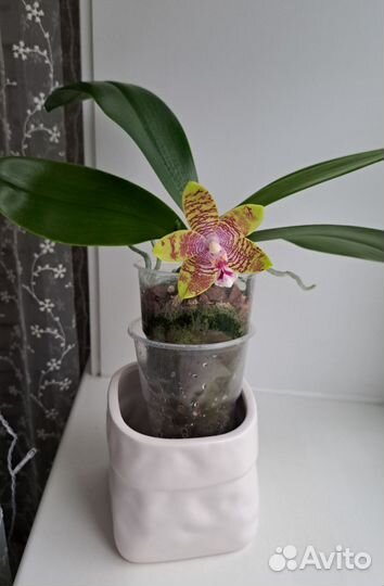 Орхидея фаленопсис