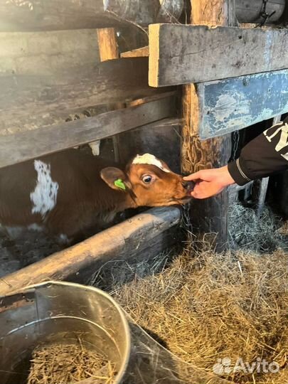 Телята бычки скот с доставкой до двора