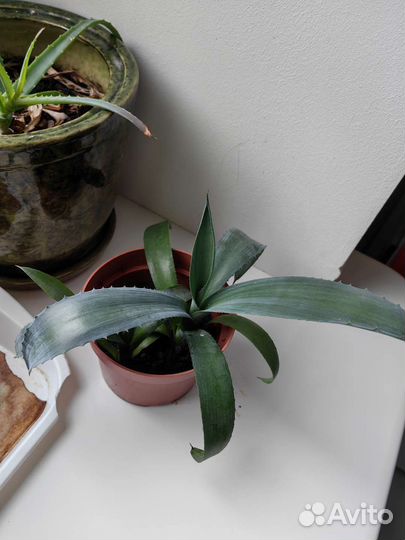 Агава голубая