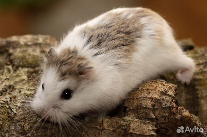 Хомячок Роборовского