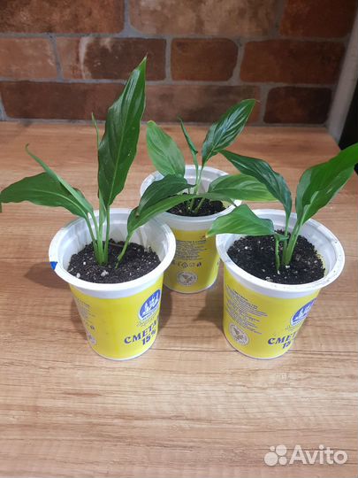 Спатифиллум