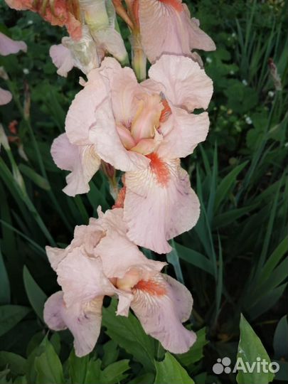 Ирис Германский Сортовой