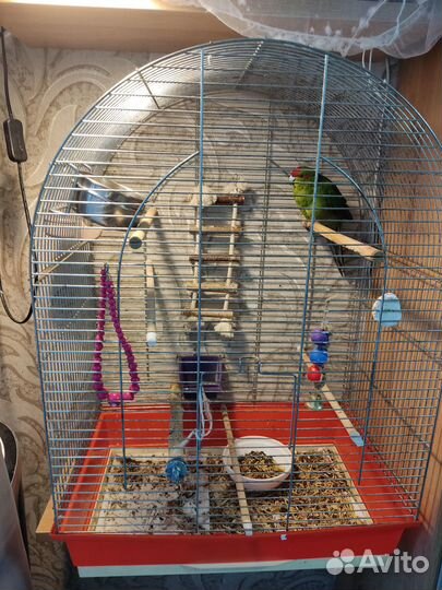 Попугай Какарик