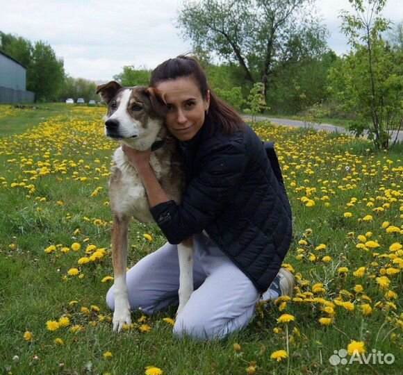 Собаки бесплатно в добрые руки