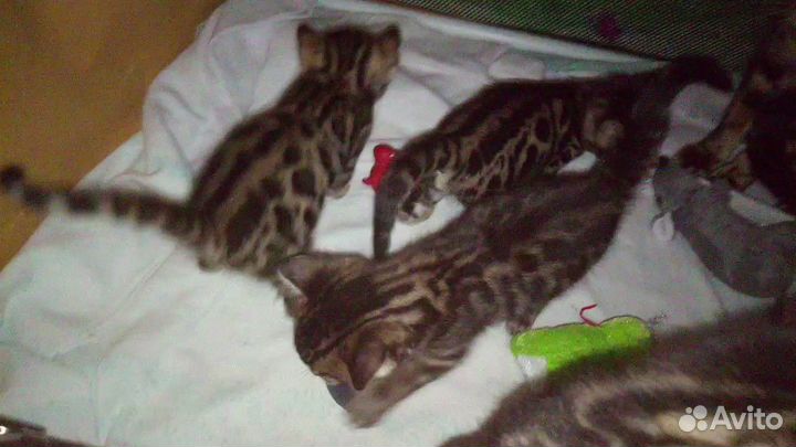 Бенгалята стандартных и редких окрасов