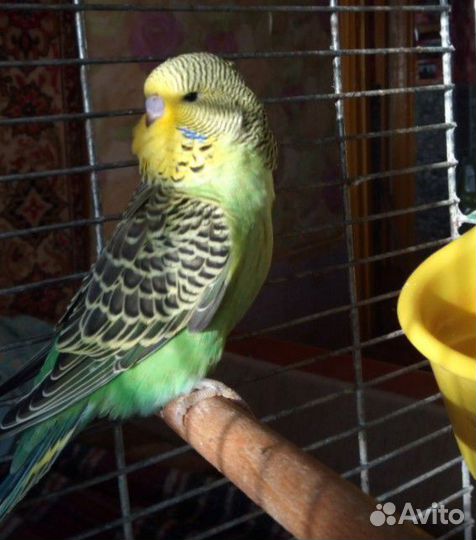 Выставочные волнистые (чехи) птенцы