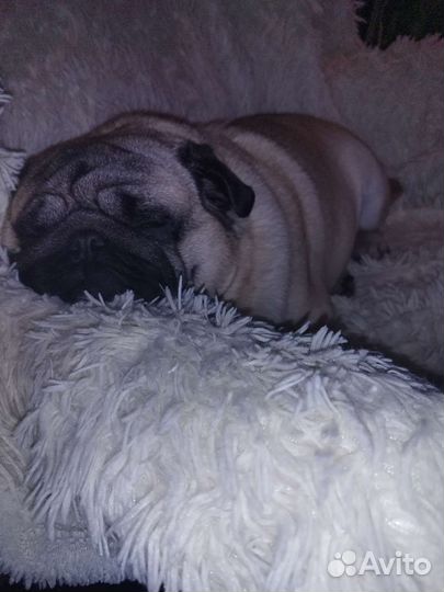 Мопс, вязка