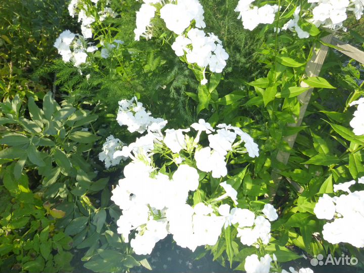 Белые флоксы