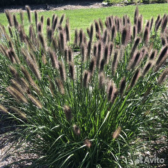 Злаки Маудри, Ред Хет, Компрессум, Литтл Банни
