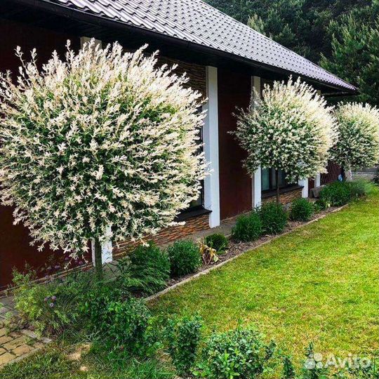 Ива Хакуро нишики