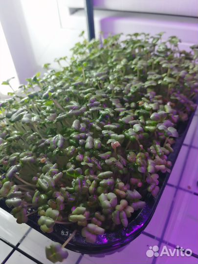 Микрозелень горох