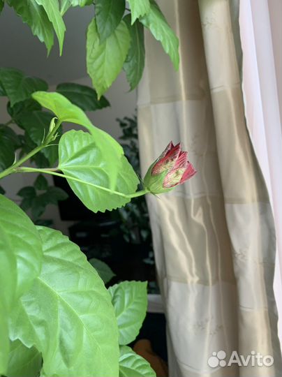 Роза комнатная китайская