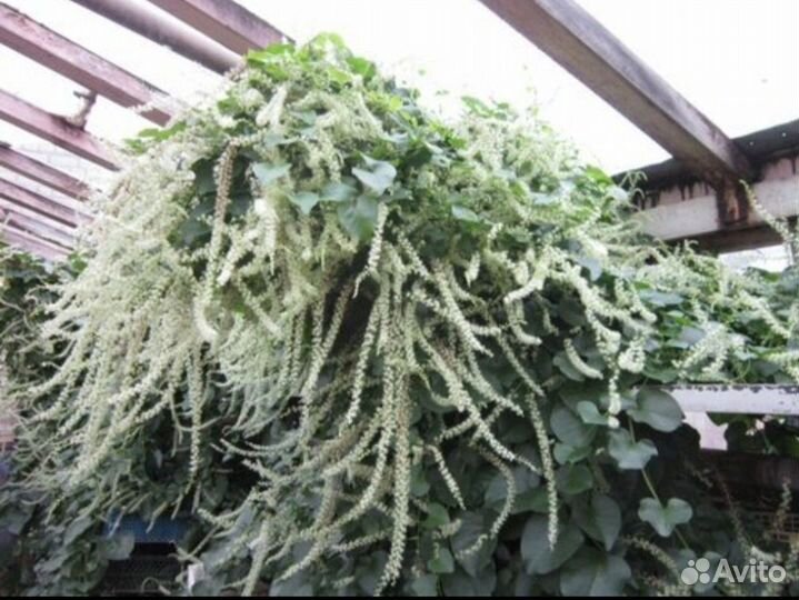 Анредера. Anredera baselloides. Лиана