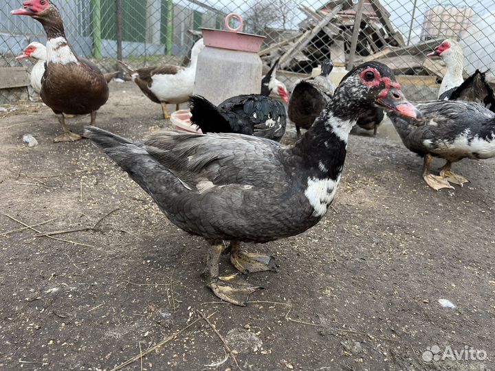 Инкубационное яйцо индоутки высокое качество