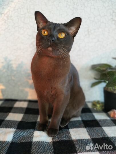 Бурманская кошка