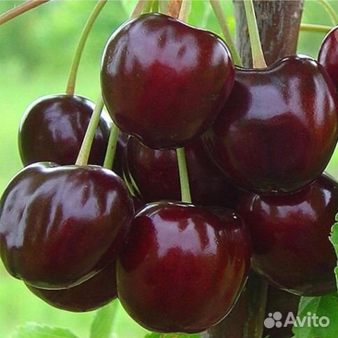 Черешня «Валерий Чкалов»