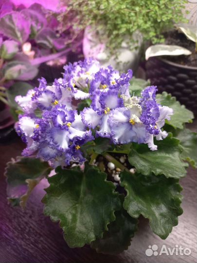 Комнатные цветы фиалки