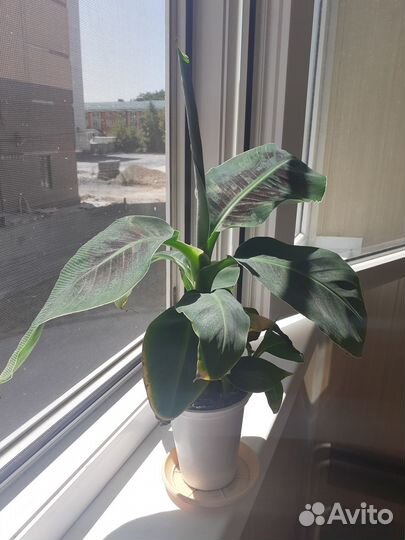 Банан комнатный