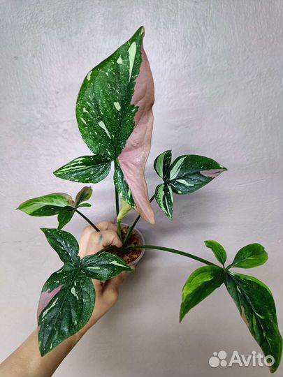 Сингониумы Рэд Спот триколор