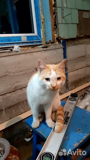 Молодой котик