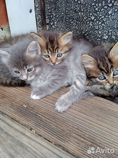 Котята в добрые руки