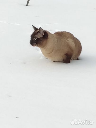 Вязка Тайский кот