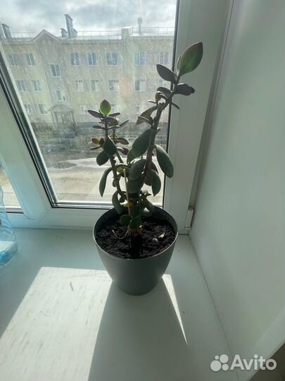 Комнатные растения