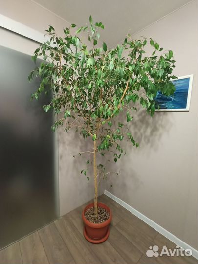 Фикус Бенджамина большой